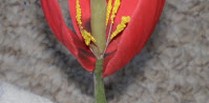 Шаг №11 МК Тюльпан 