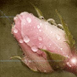 Аватар пользователя nuetty