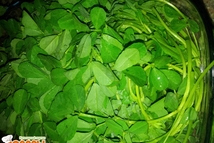 Шаг 1: Листья семиз и шпинат имеют …