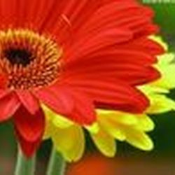 Аватар пользователя lali32