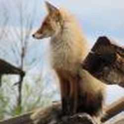 Аватар пользователя Шантерелль