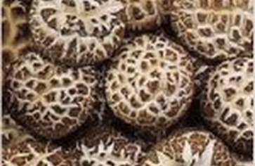 Кое-что о шиитаке