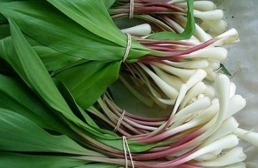 Статья: Черемша