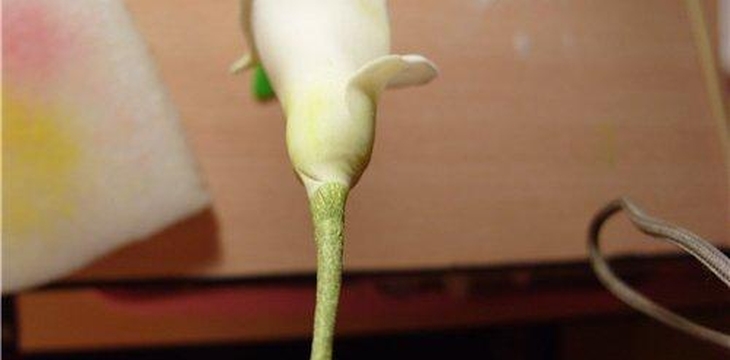 Шаг №11 МК Калла от Учредительница