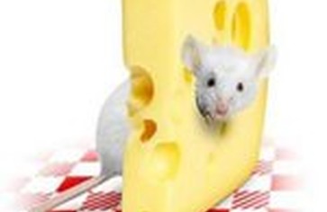 Сырные секреты