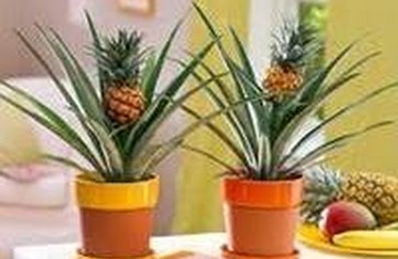 Ананас на подоконнике