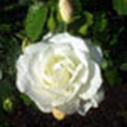 Аватар пользователя Larisa