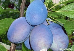 Рецепт: Маринованные сливы