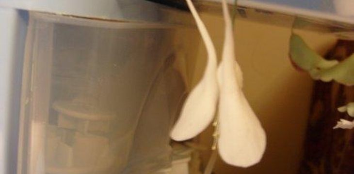 Шаг №15 МК Аквилегия от Учредительница