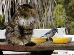 Кошка усыновила птичку