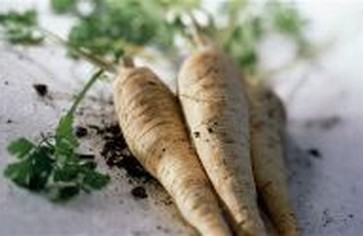 Каждый пятый британец думает, что пастернак растет на деревьях