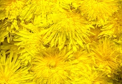 Итальянский салат из одуванчиков