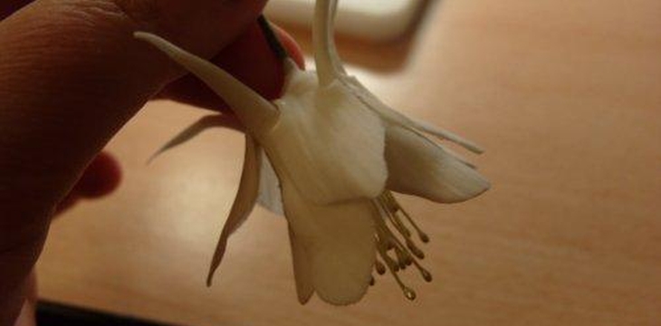 Шаг №24 МК Аквилегия от Учредительница