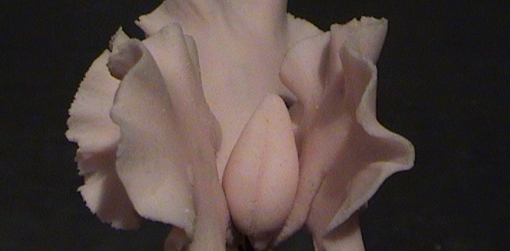 Шаг №6 МК Горошек от Sladost