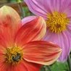 Аватар пользователя KotKot