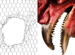 Статья: Биологи вырастили зубастых цыплят-мутантов