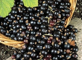 Статья: Черная смородина признана самой полезной для здоровья