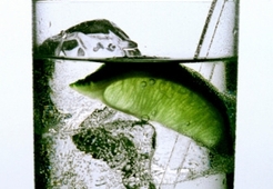 Джин с тоником